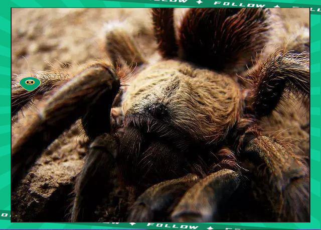 PANDA- 世界足球莱万多夫斯基 